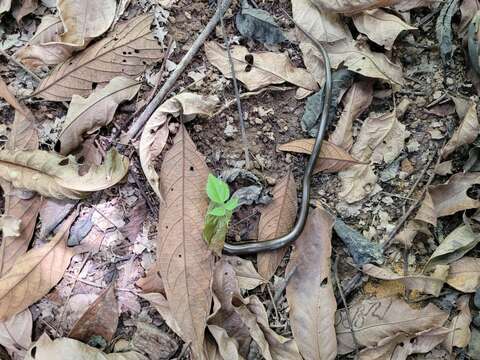 Image of Yacupoi Worm Lizard