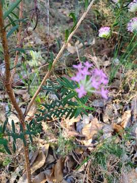 Image of Pimelea rosea R. Br.