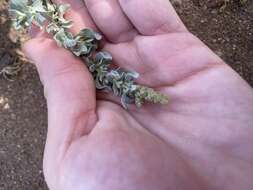 Image of Atriplex glauca subsp. ifniensis (Caball.) S. Rivas-Martínez et al.