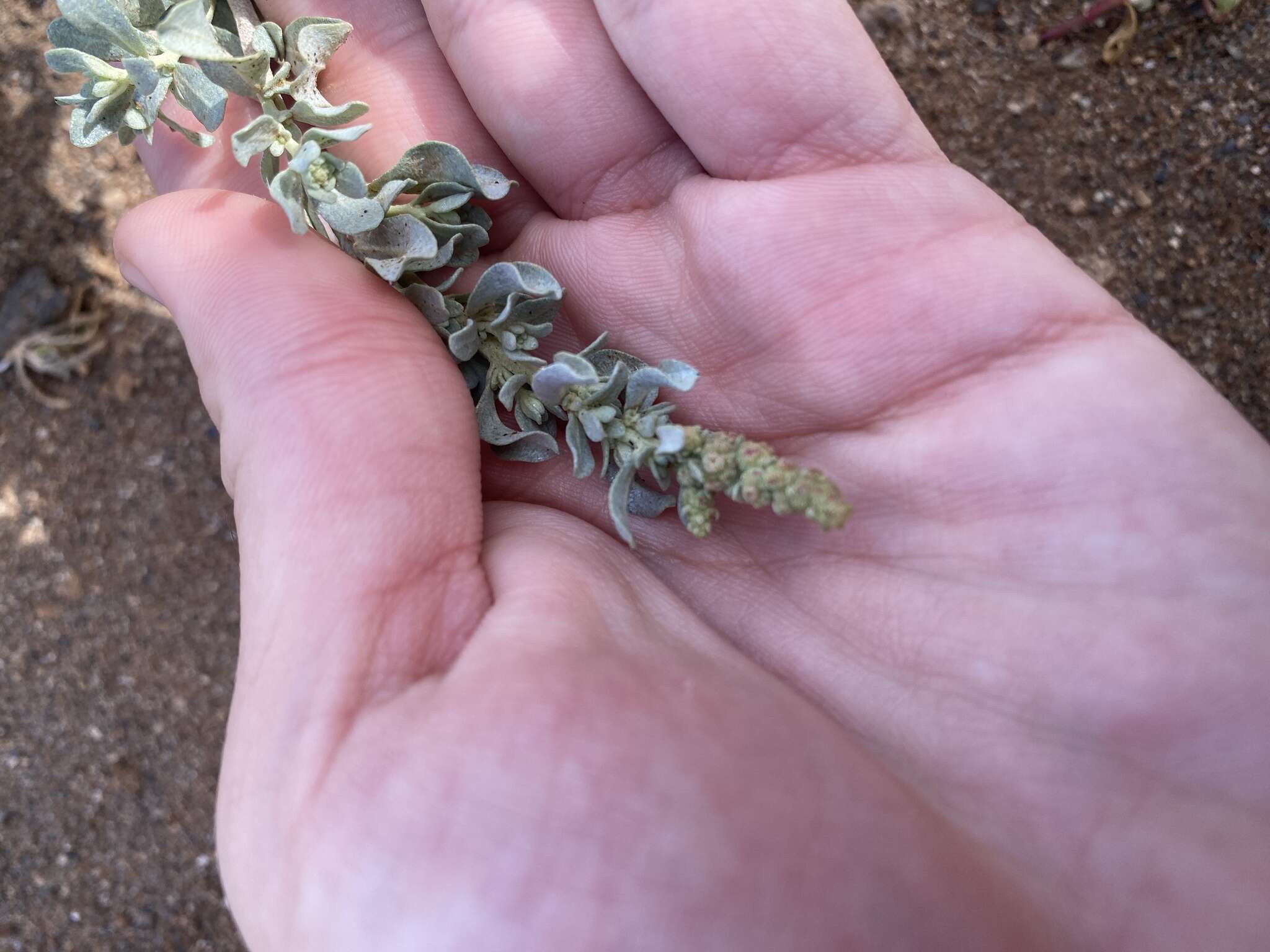 Imagem de Atriplex glauca subsp. ifniensis (Caball.) S. Rivas-Martínez et al.