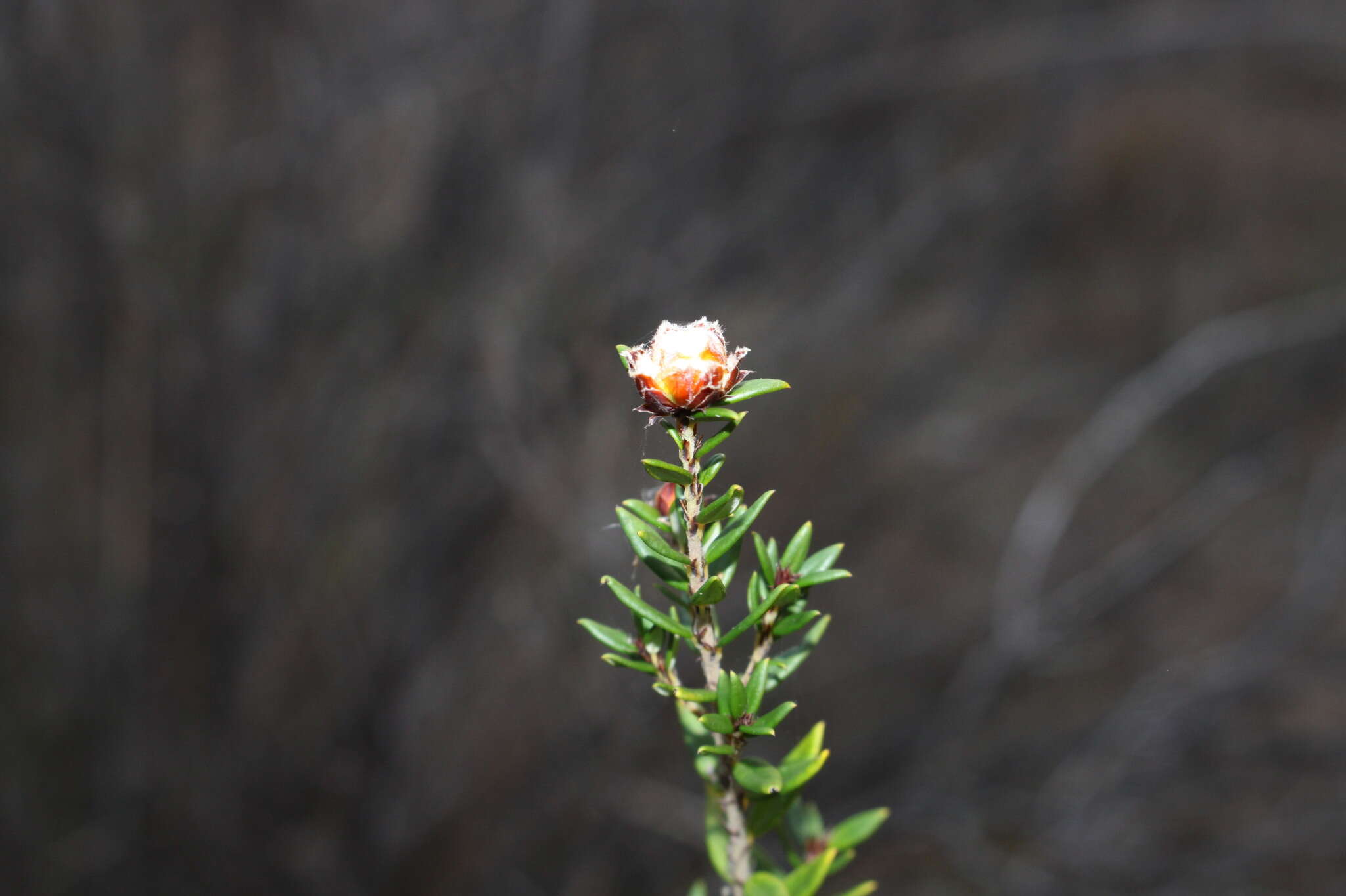 Image of Spyridium scortechinii (F. Müll.) K. R. Thiele