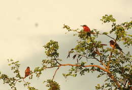 Imagem de Merops nubicoides Des Murs & Pucheran 1846