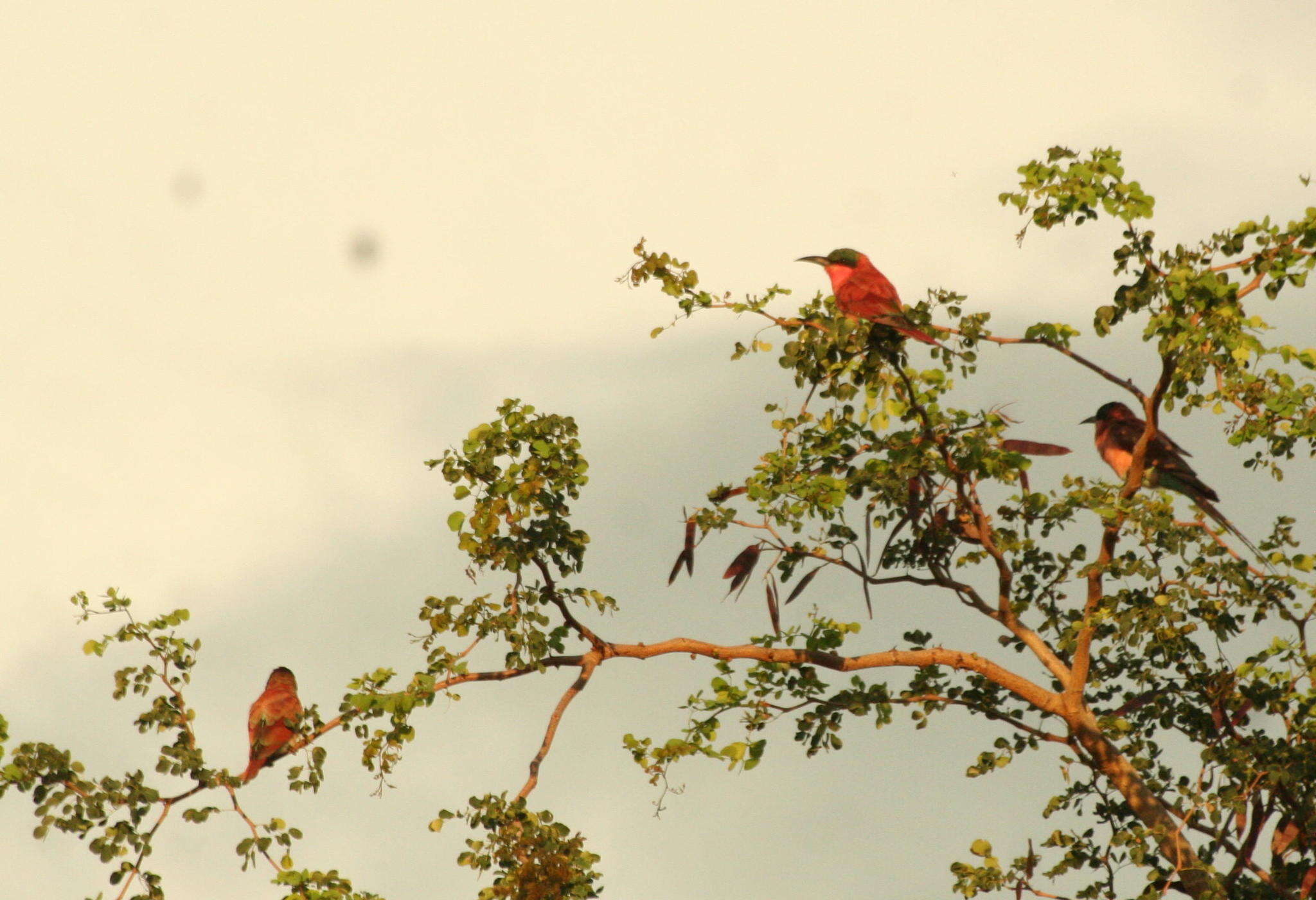 Imagem de Merops nubicoides Des Murs & Pucheran 1846