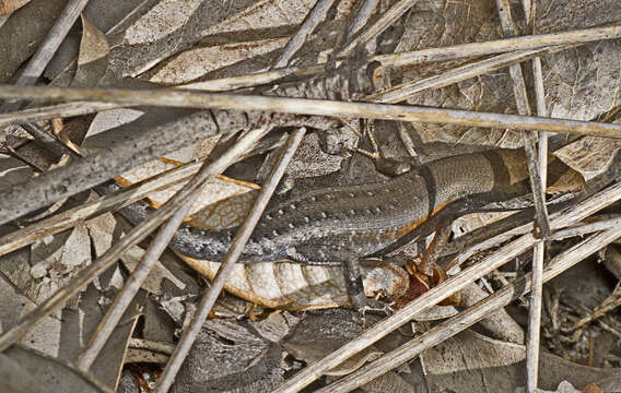 Image of Open-litter Rainbow-skink