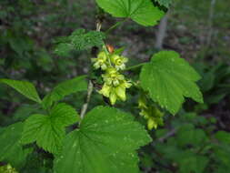 Image of American black currant