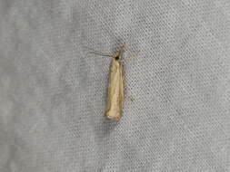 صورة Agriphila straminella