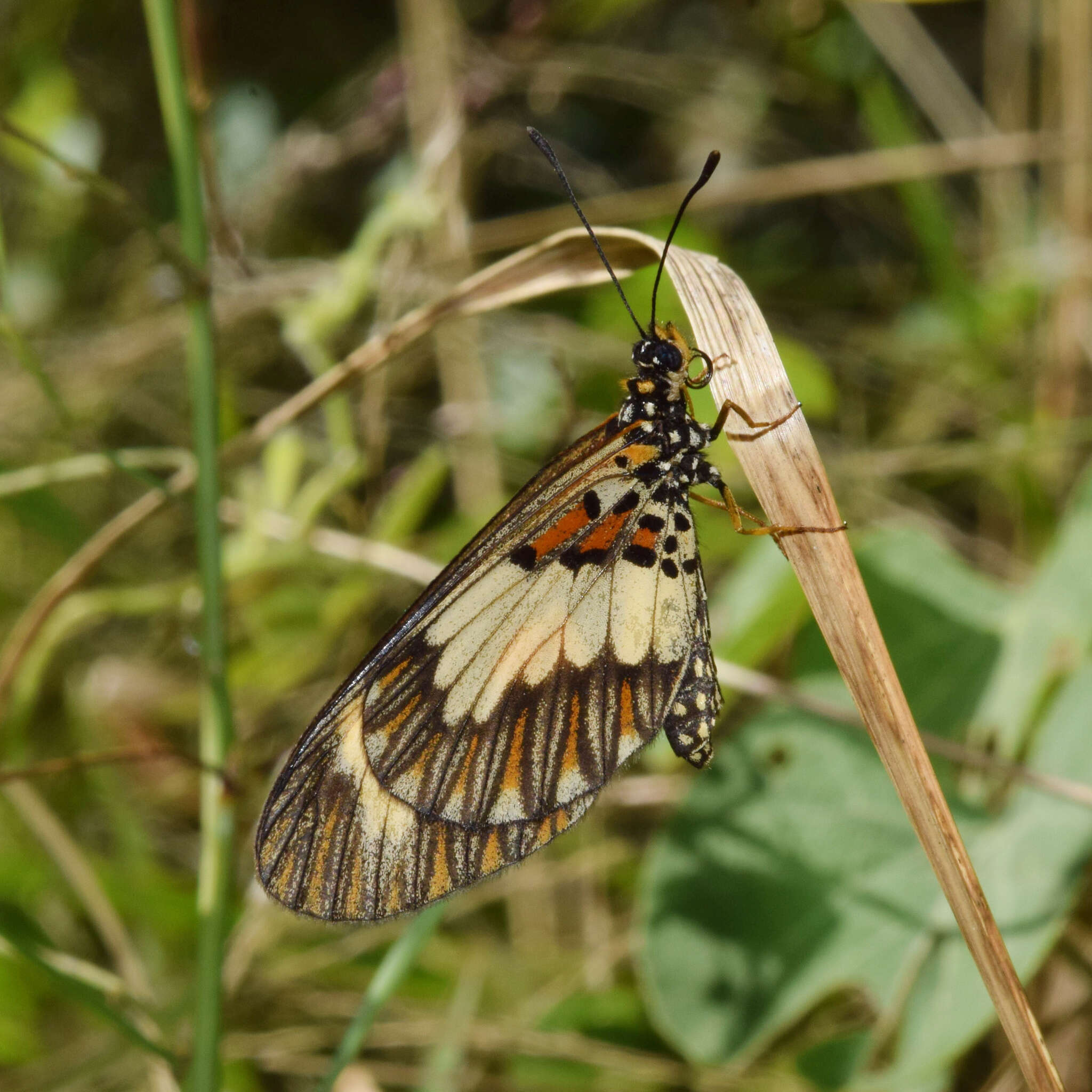 Image of Acraea cabira Hopffer 1855