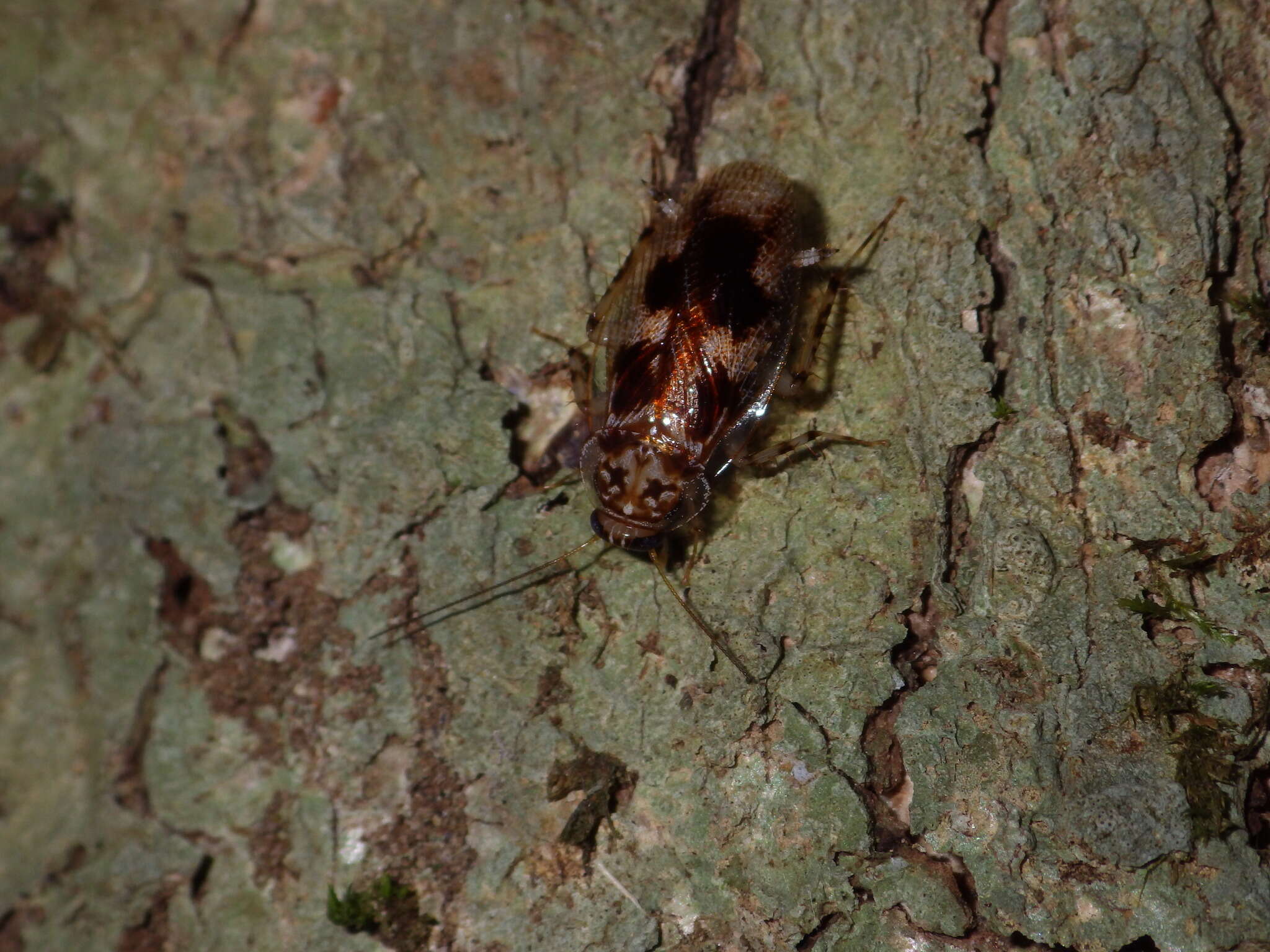 Image of Allacta australiensis Roth & L. M. 1991