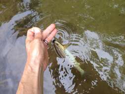 Image of Brown Trout