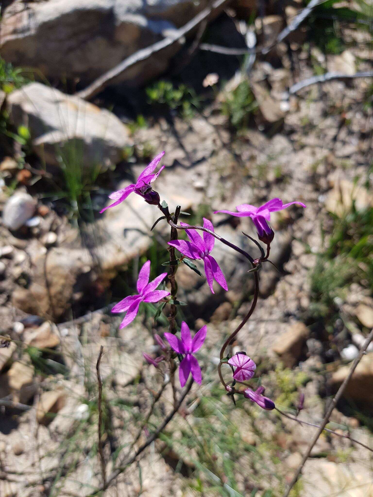 Слика од Nemesia cheiranthus E. Mey. ex Benth.