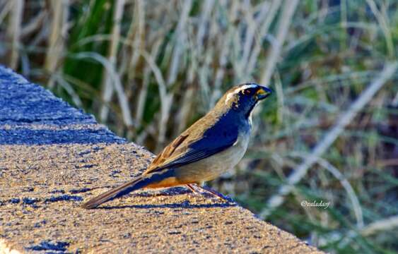 Image of Thick-billed Saltator