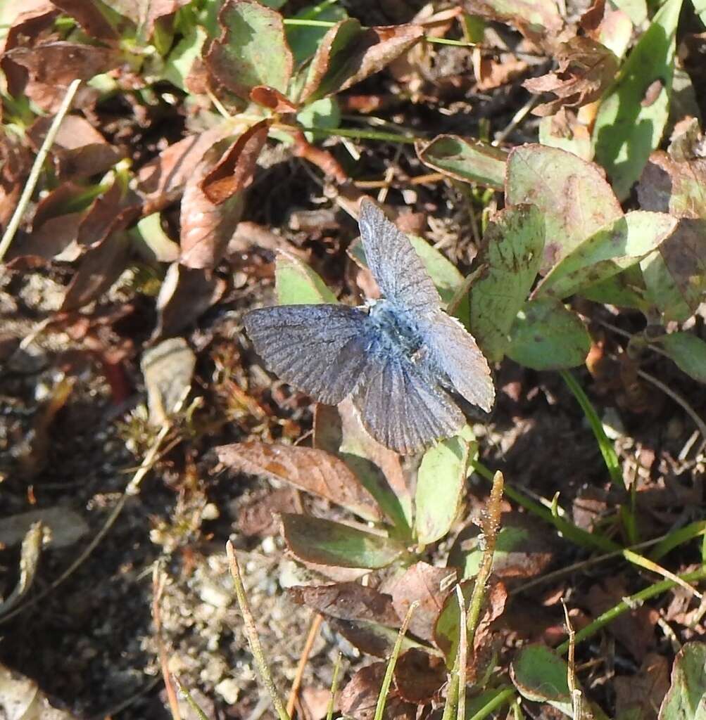 Image of <i>Plebejus fridayi</i>