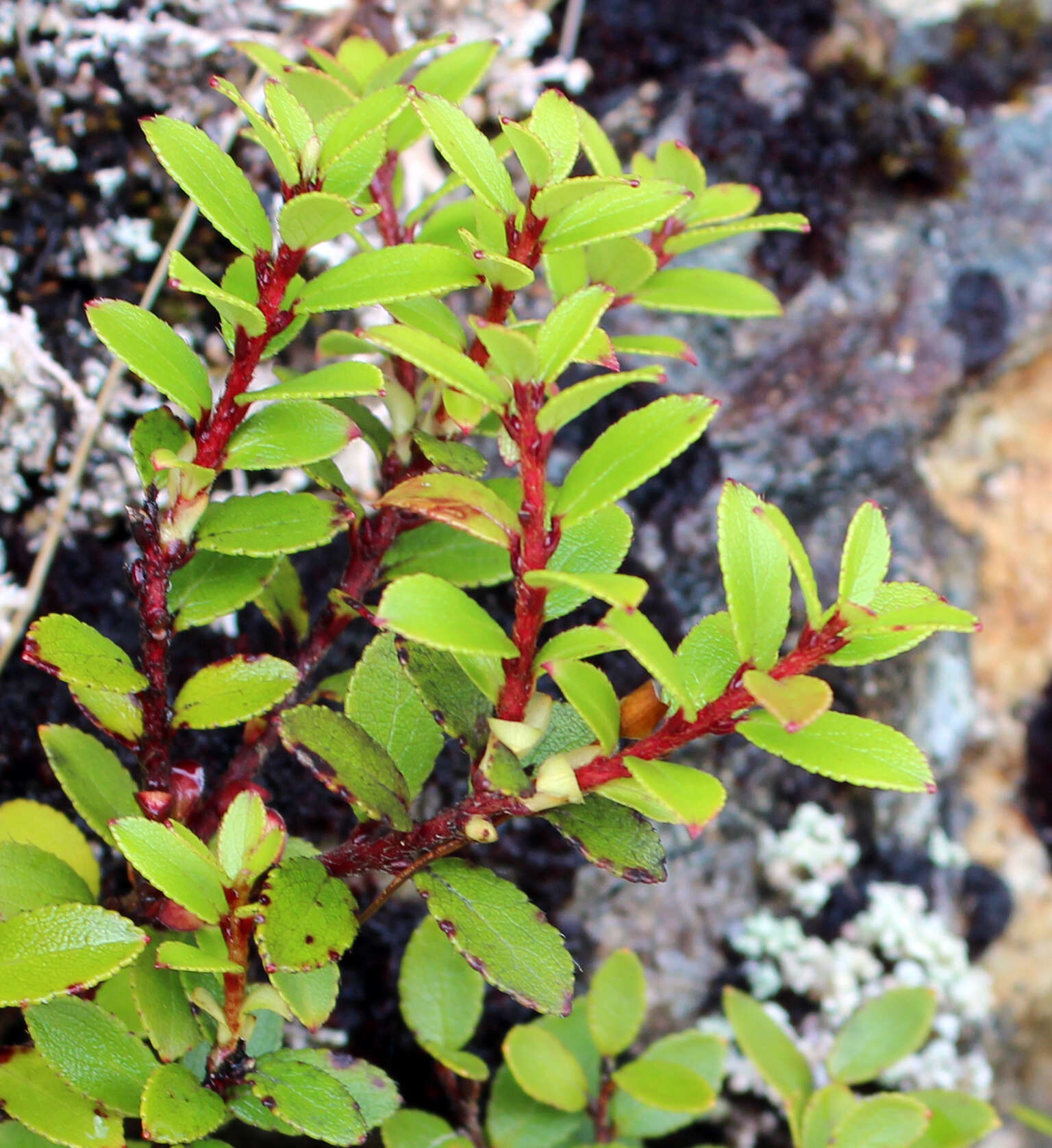 Image of Gaultheria crassa Allan