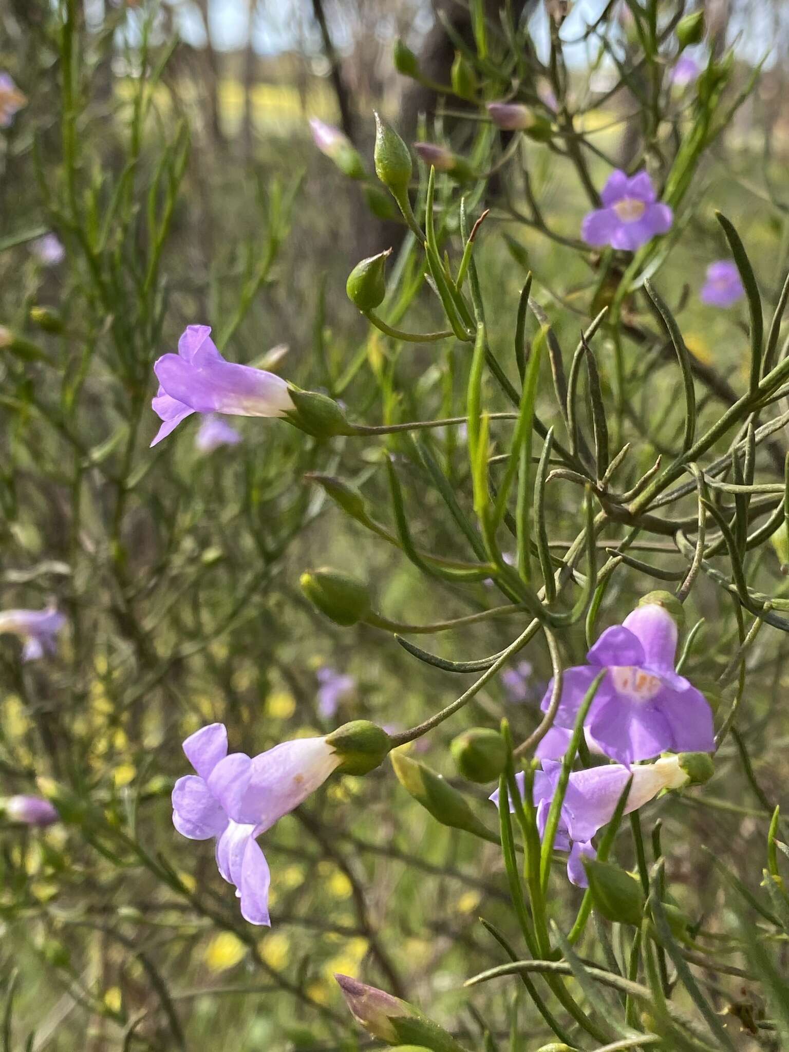 Image de Eremophila drummondii F. Muell.