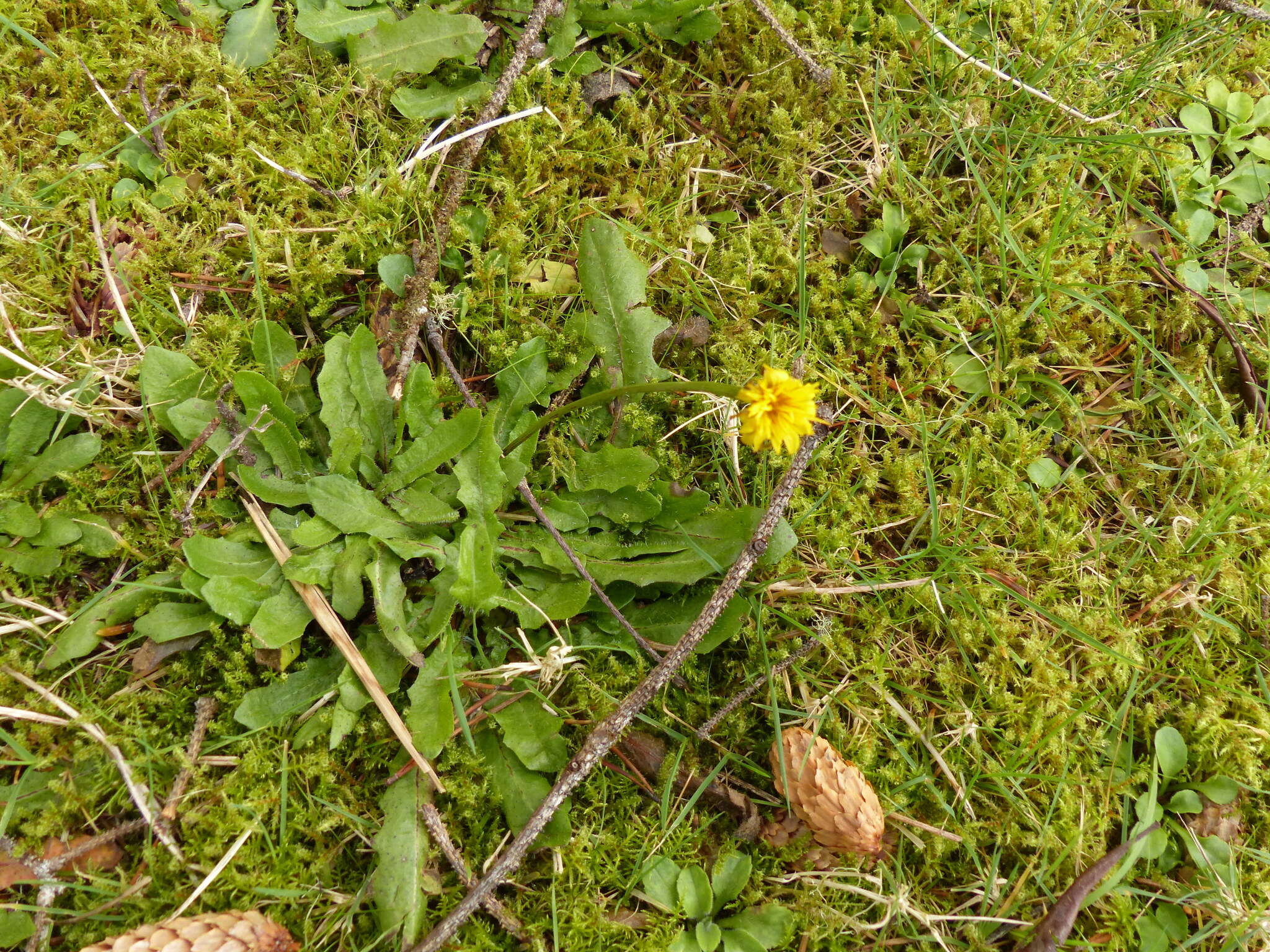 Image of lesser hawkbit