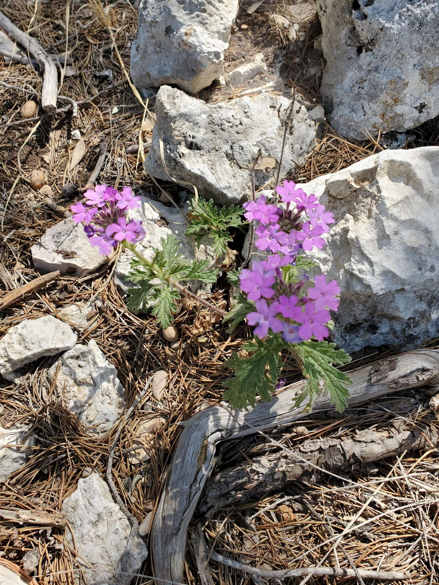 Plancia ëd Glandularia tumidula (L. M. Perry) Umber