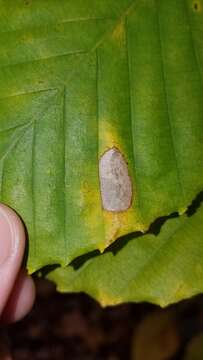 صورة Phyllonorycter maestingella (Müller 1764)