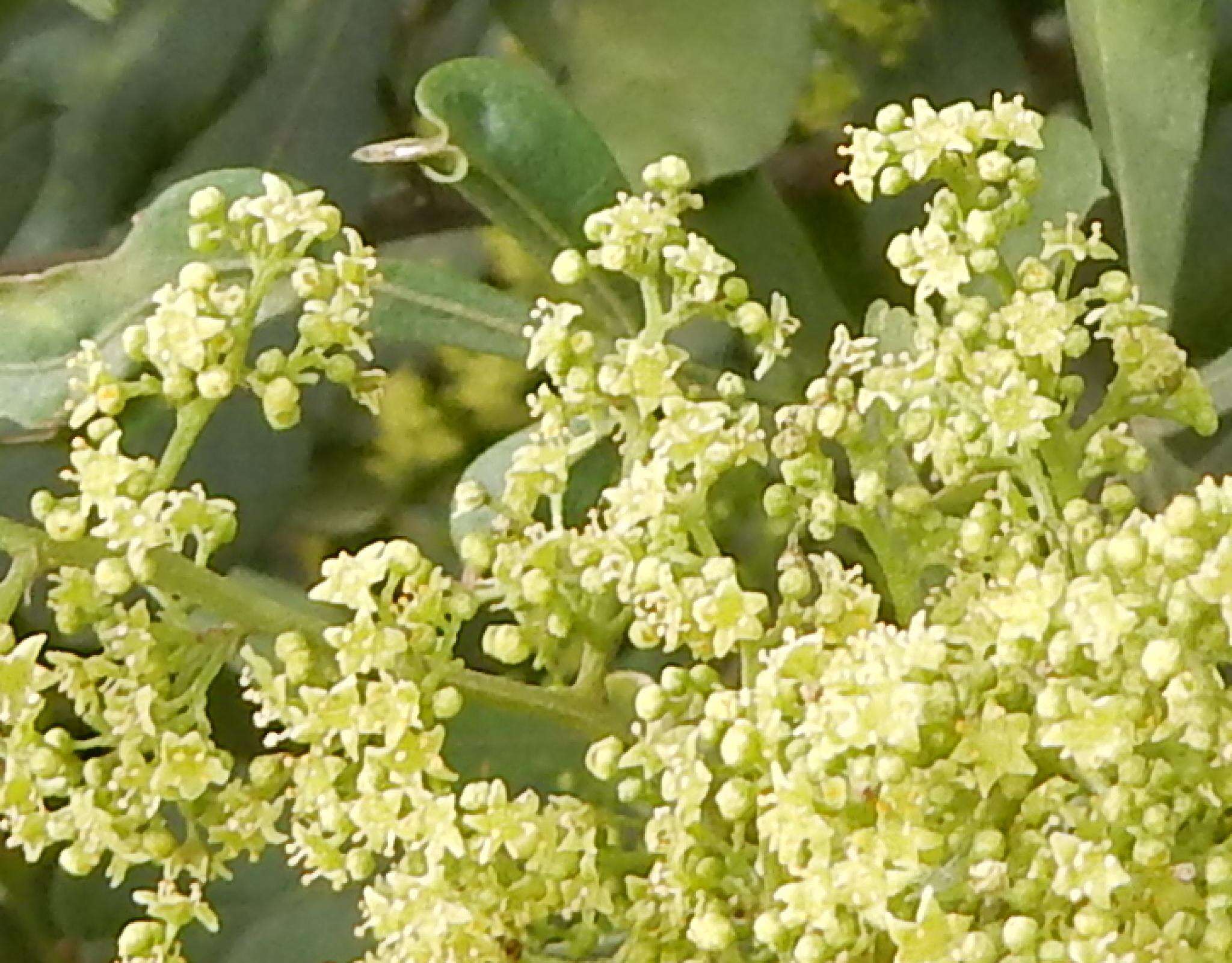 Image of Searsia pterota (C. Presl) Moffett