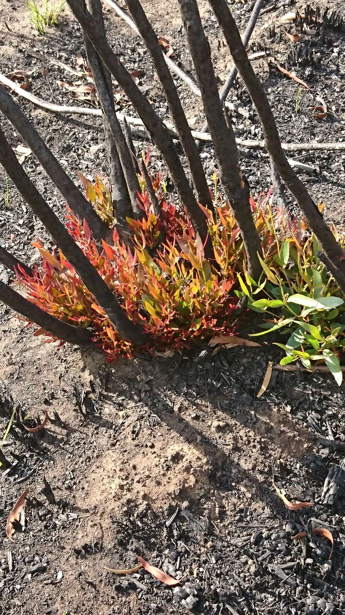 Image of Eucalyptus stricta Sieber ex Spreng.