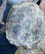 Image of Colombian Wood Turtle