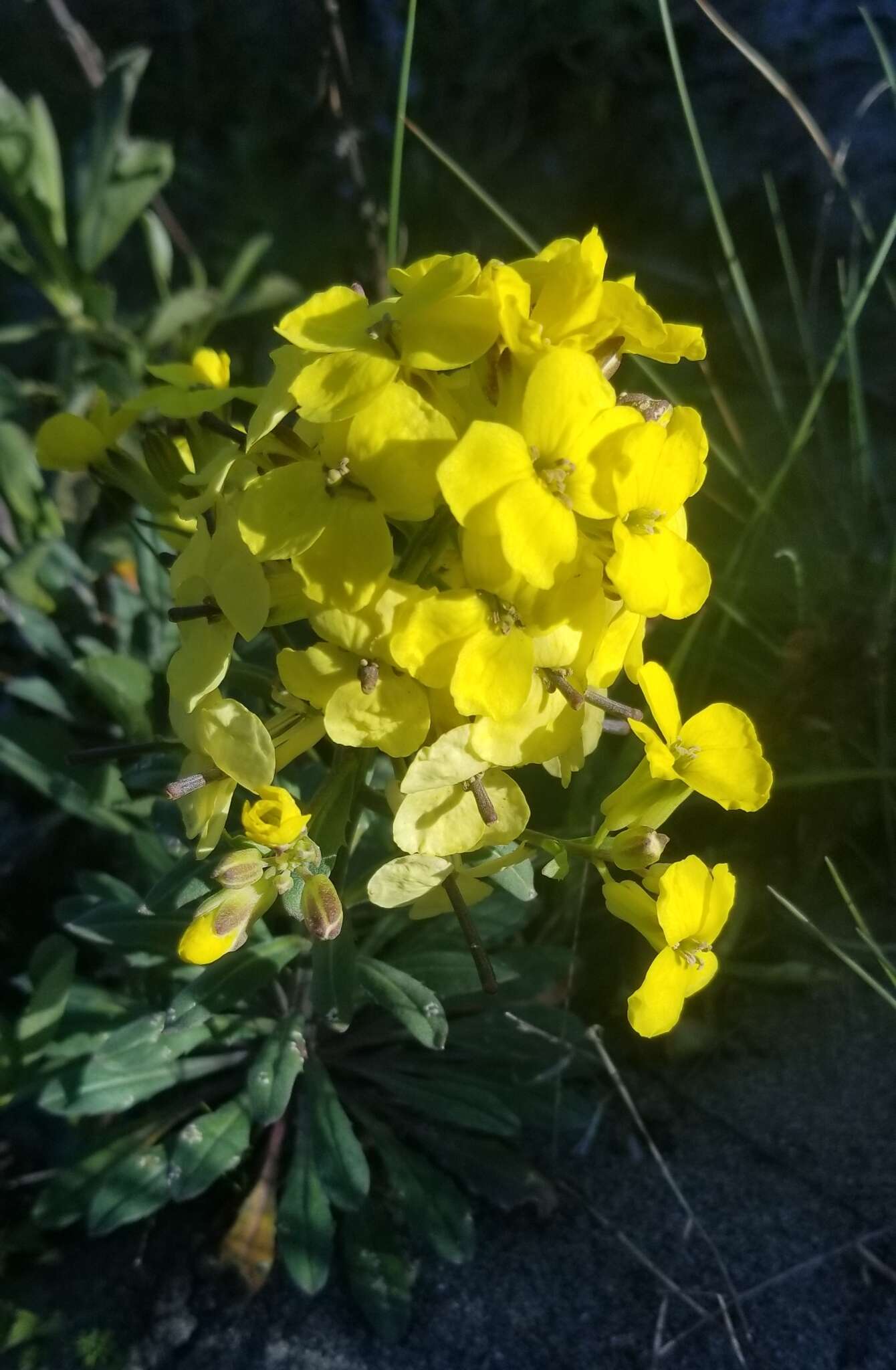 Imagem de Erysimum menziesii (Benth. & Hook. fil.) Wettst.