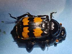 Image of Nicrophorus (Nicrophorus) interruptus (Stephens 1830)