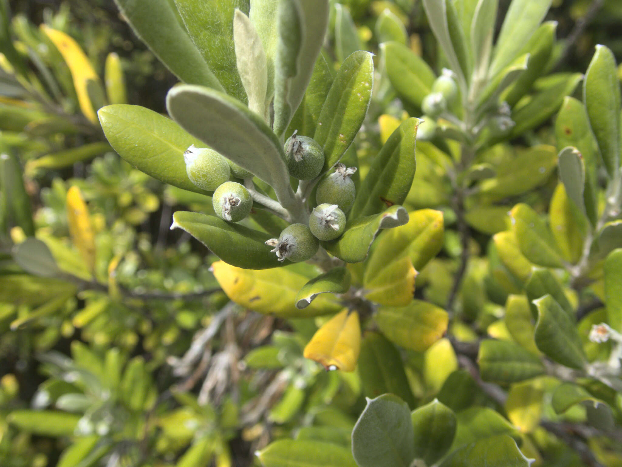 Image of Corokia macrocarpa T. Kirk