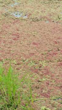 Image of Azolla rubra R. Br.