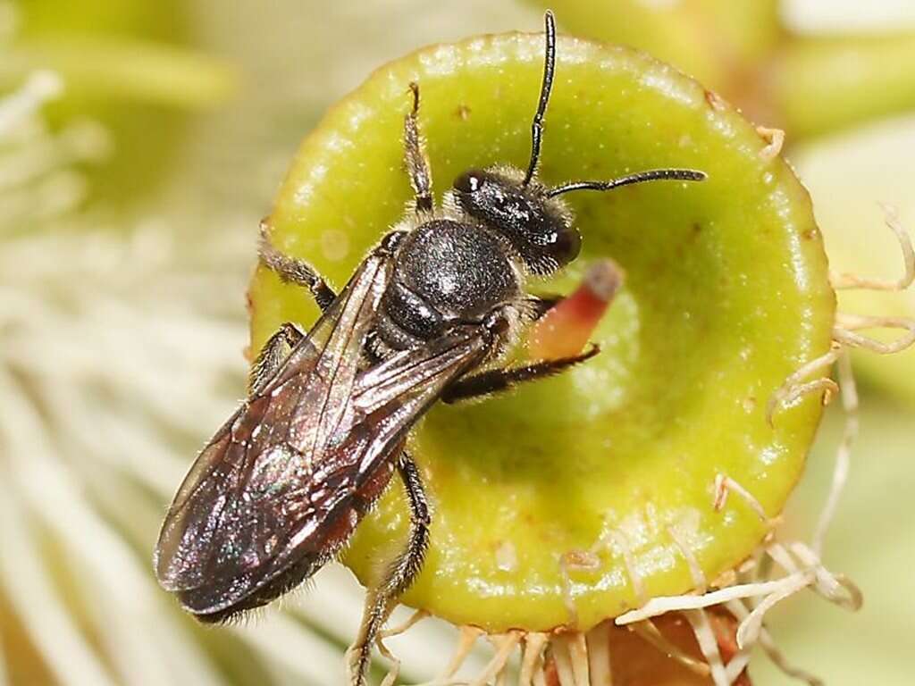 Image de Lasioglossum altichum (Smith 1853)