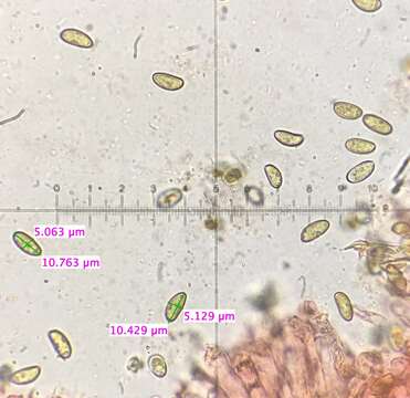 Plancia ëd Mallocybe unicolor