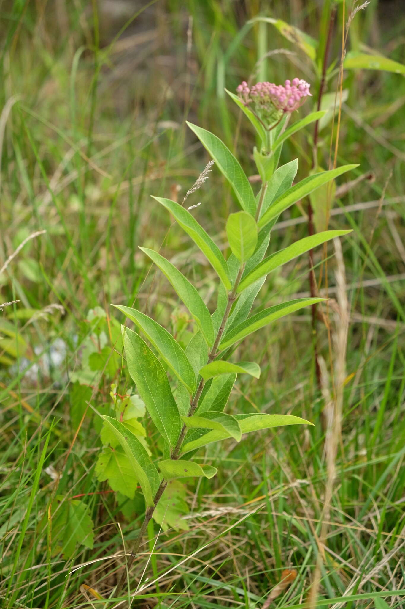 Image of swamp milkweed