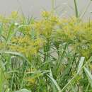 Слика од Cyperus digitatus Roxb.