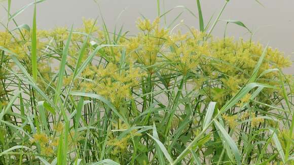 Image of Finger Flat Sedge