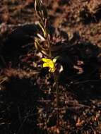 Image de Eulophia hians var. inaequalis (Schltr.) S. Thomas