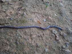 Image of Ceylonese Cylinder Snake