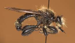 Image of Laphria divisor (Banks 1917)