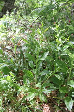 Image of Cynoglossum germanicum Jacq.