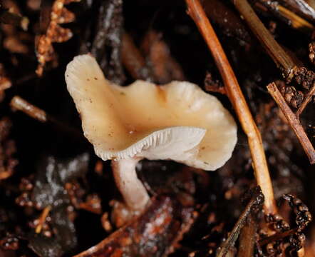 Sivun Singerocybe clitocyboides (Cooke & Massee) Zhu L. Yang, J. Qin & Ratkowsky 2014 kuva