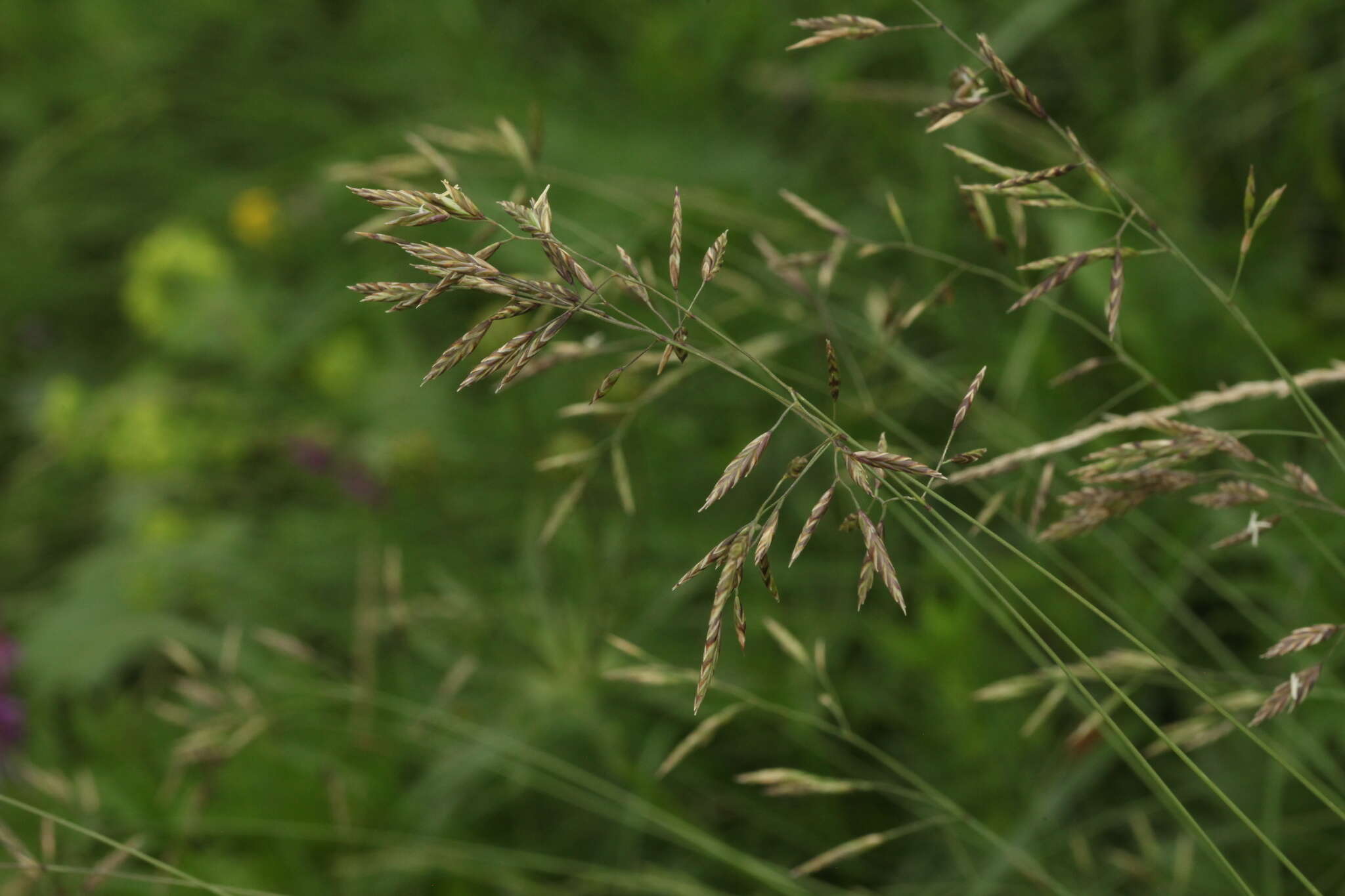 Image of Festuca varia Haenke