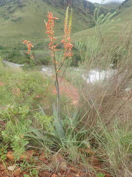 Aloe fosteri Pillans resmi