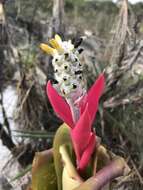 Image of Aechmea bromeliifolia (Rudge) Baker ex Benth. & Hook. fil.