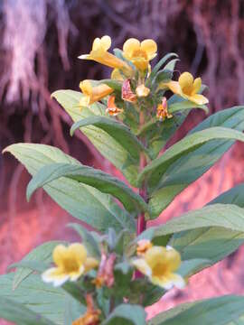 Image of Hemichaena fruticosa Benth.