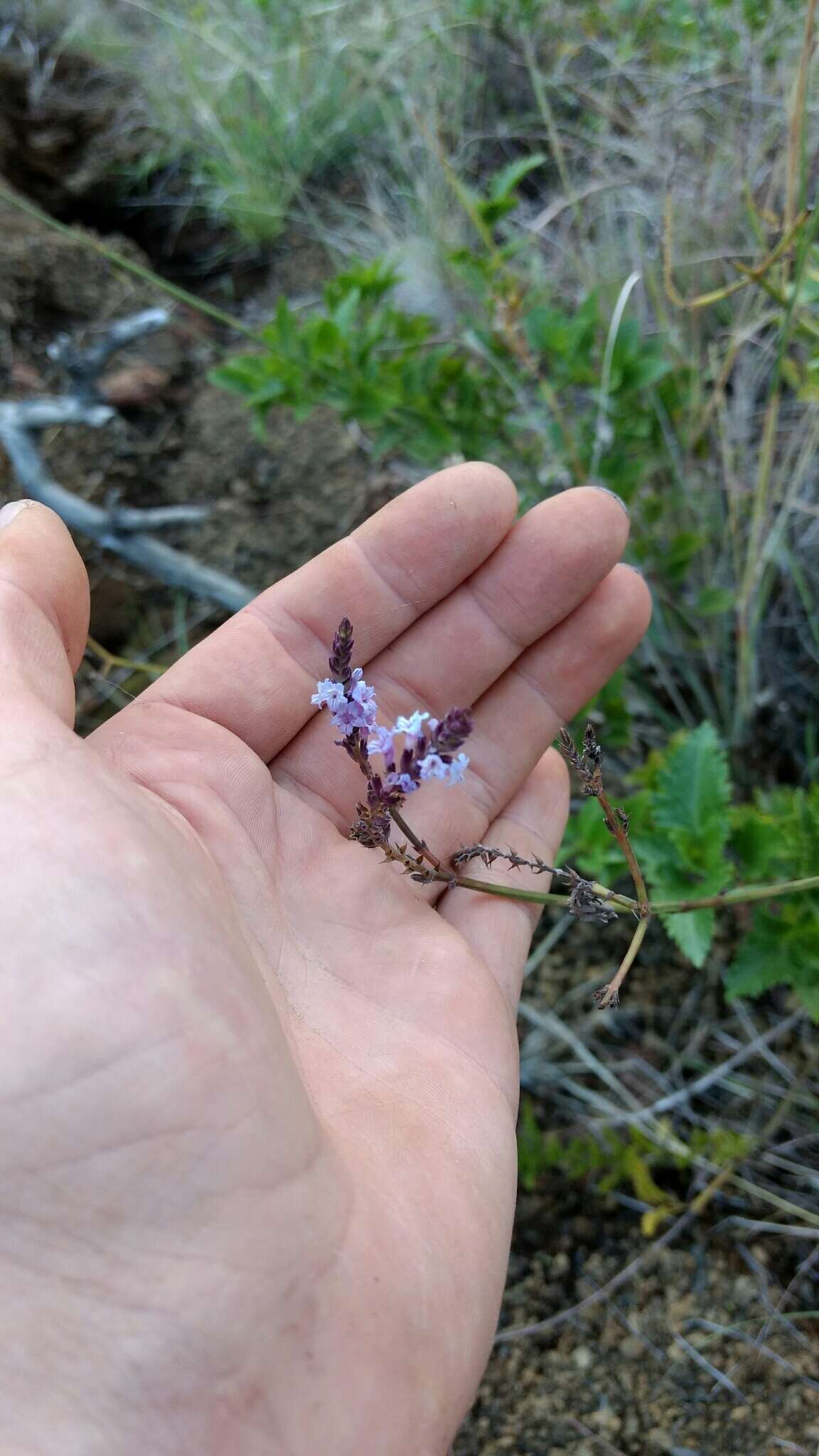 Image of Lavandula rotundifolia Benth.