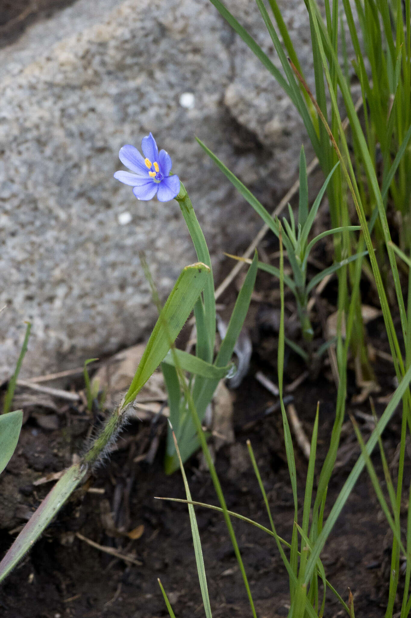 Imagem de Aristea abyssinica Pax