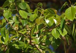 Image of Ficus amplissima Sm.