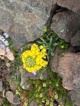 Image of Cascade wallflower