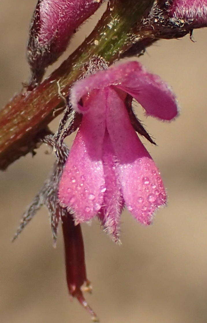 Слика од Indigofera declinata E. Mey.