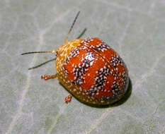 Imagem de <i>Paropsis obsoleta</i>