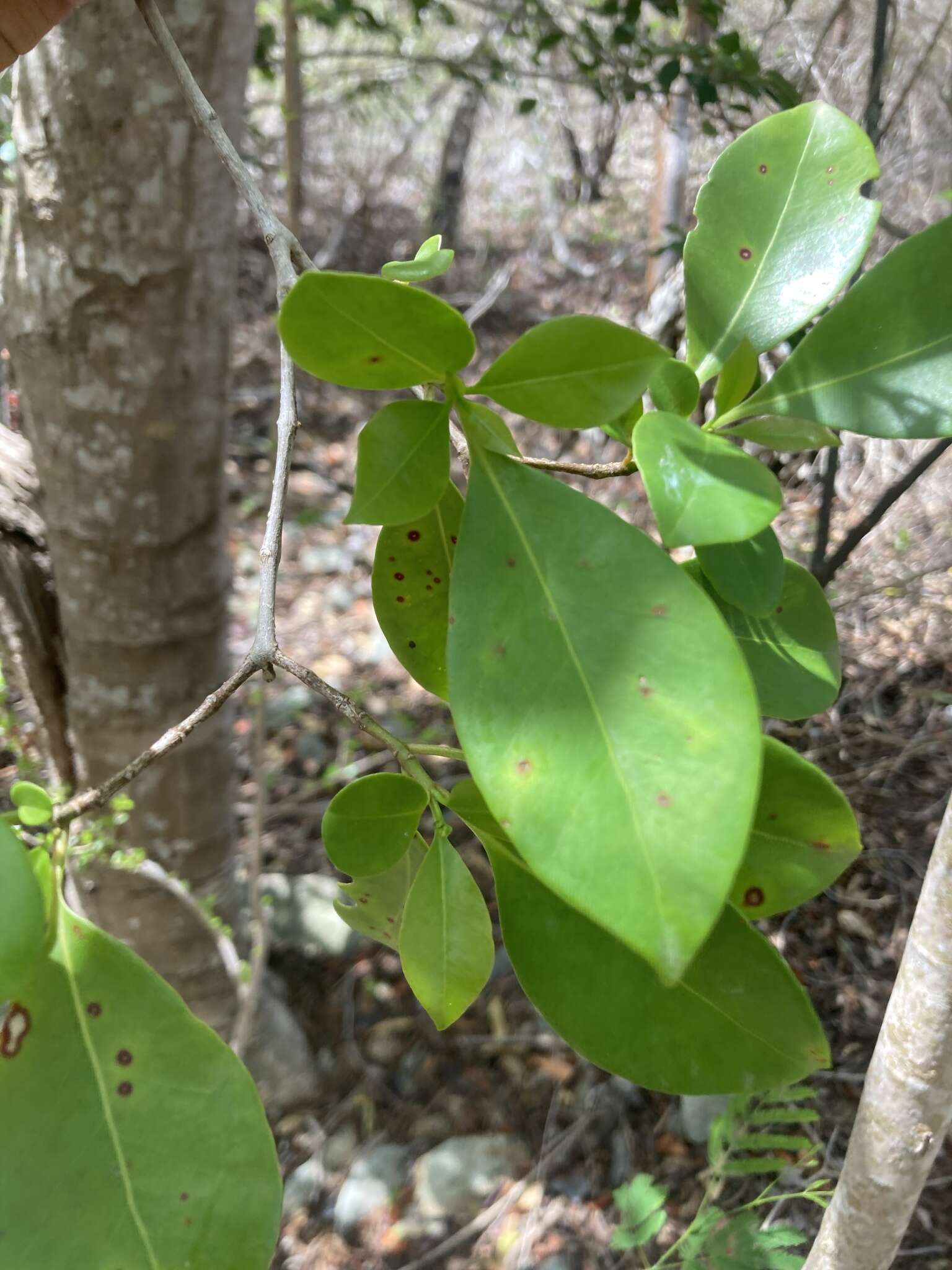 Image of black mampoo