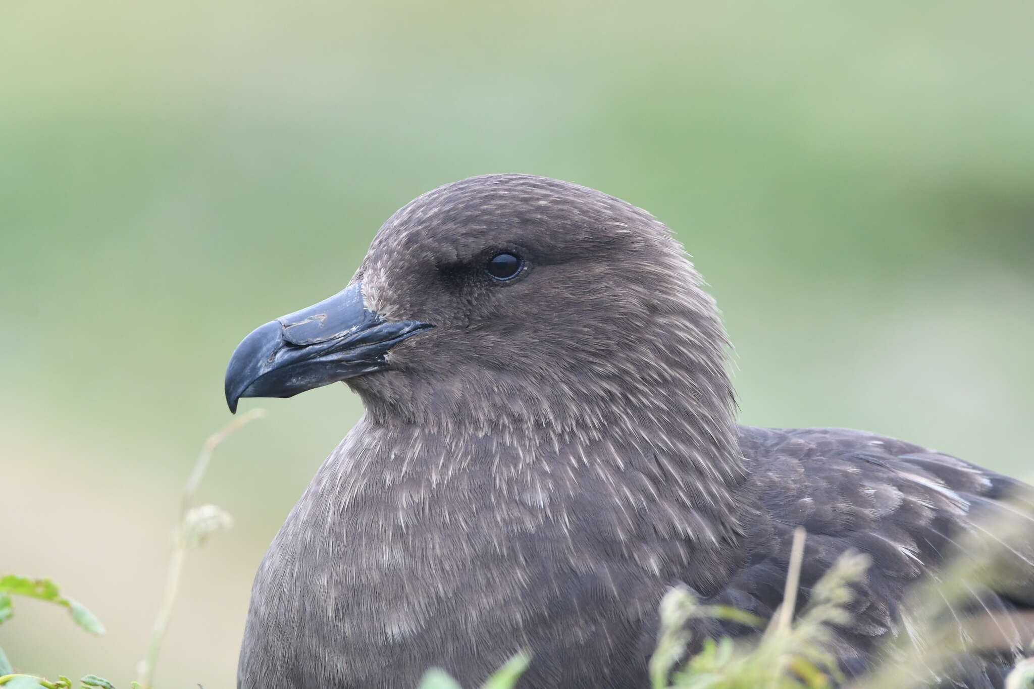 Plancia ëd Stercorarius antarcticus lonnbergi (Mathews 1912)